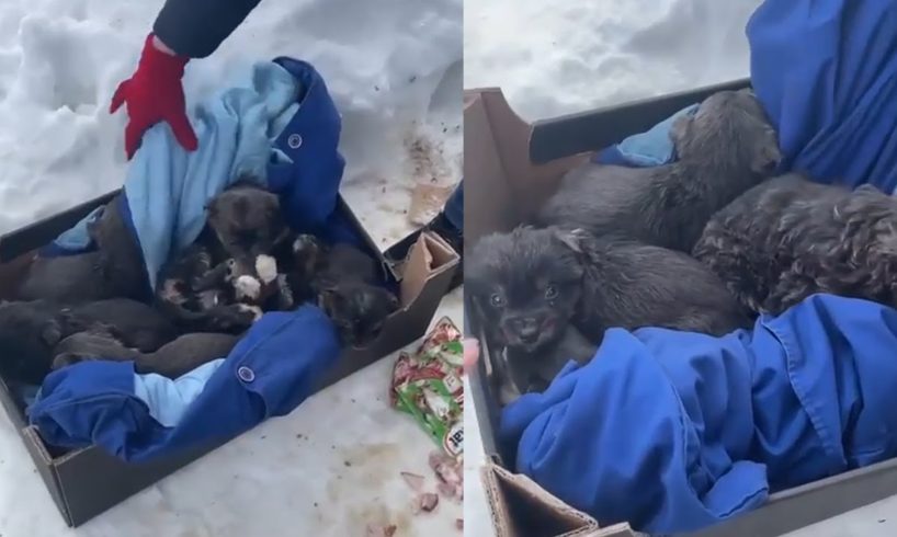 Rescue 6 Little Puppies That Have No Chance to Survive, They Are Crying Because of Hunger and Cold