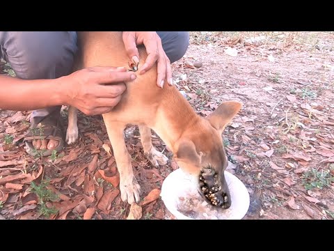 Rescue Poor Hunger Little dog from insect , ticks , maggots , that bite it - dog rescue