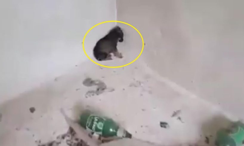 Rescue poor puppy no mom & brother hide in the corner of abandoned house, scared waiting for help!