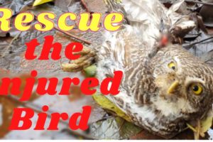 Rescue the injured Bird and the end    ,animal Rescue.experience hx #1