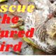 Rescue the injured Bird and the end    ,animal Rescue.experience hx #1