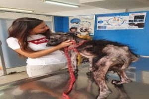 Rescue the poor old dog with a skinny body, eating garbage because of hunger