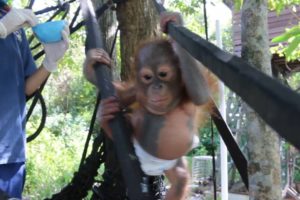 Rescued orangutan Didik climbs a tree for the first time