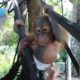 Rescued orangutan Didik climbs a tree for the first time