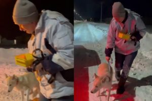 Rescuing a Dog Lost & Frozen in Fear in Frigid Temperatures || Best Viral Videos
