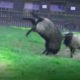 Rhinos VERSUS Buffaloes, Rams And Yaks. What Horned Animals Are Capable Of