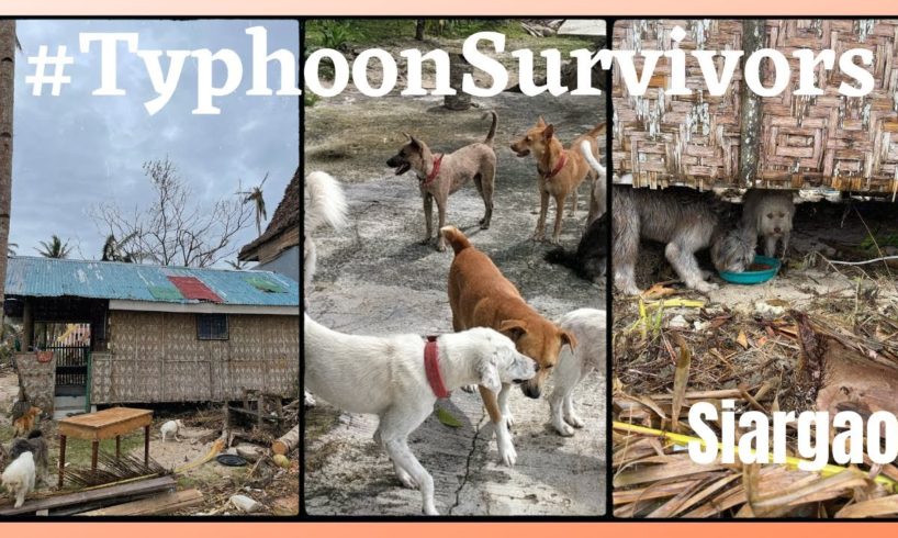 SIARGAO TYPHOON ODETTE AFTERMATH / SIARGAO ANIMAL RESCUES / TYPHOON ODETTE 2021