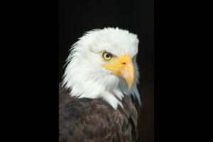 Scariest Animal Fights Caught on Camera