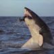 Shark and Killer Whale Attack Compilation | Wild Animal Fights