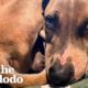 Skinny Rescue Puppy Found Spooning His Foster Brother  | The Dodo Foster Diaries