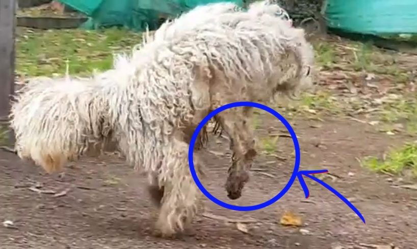 Skiny Puppy Walks On Her Front Legs Begging for Love In Despair
