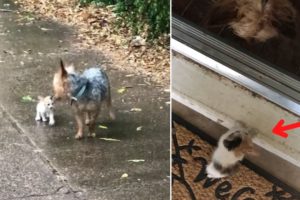 Small Dog Rescues Stray Kitten By Coaxing It To Follow Her Home In The Pouring Ran