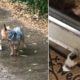 Small Dog Rescues Stray Kitten By Coaxing It To Follow Her Home In The Pouring Ran