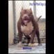 Smart funny dog - Ultimate Cutest PUPPIES Pitbull Dogs🐕 #Pitbull #Shorts #FunnyDogs