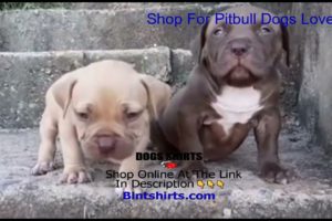 Smart funny dog ❤️ Ultimate Cutest PUPPIES Pitbull Dogs🥰 #Pitbull #Shorts #FunnyDogs