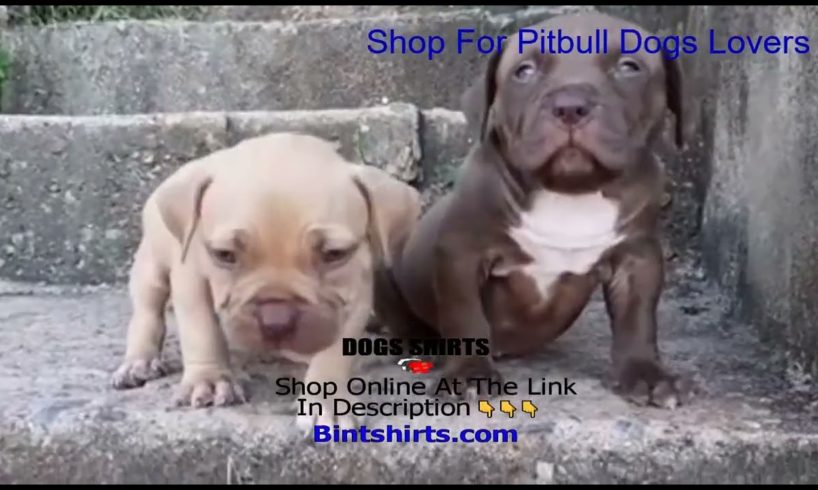 Smart funny dog ❤️ Ultimate Cutest PUPPIES Pitbull Dogs🥰 #Pitbull #Shorts #FunnyDogs