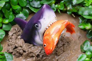 Stop Motion - Koi Fish Hunt Eels vs Baby Shark, Frogs, Crabs | Colorful Koi Fish | Primitive Cooking