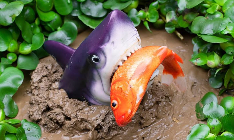Stop Motion - Koi Fish Hunt Eels vs Baby Shark, Frogs, Crabs | Colorful Koi Fish | Primitive Cooking