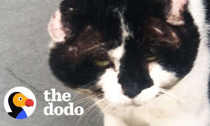 Stray Cat With Giant Head Starts Wearing Hats For The Sweetest Reason | The Dodo