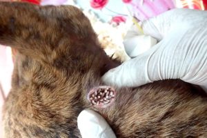 Stray Dog is battling maggots and hunger Part 2 - Animal Rescue Video 2021