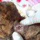 Stray Dog is battling maggots and hunger Part 2 - Animal Rescue Video 2021