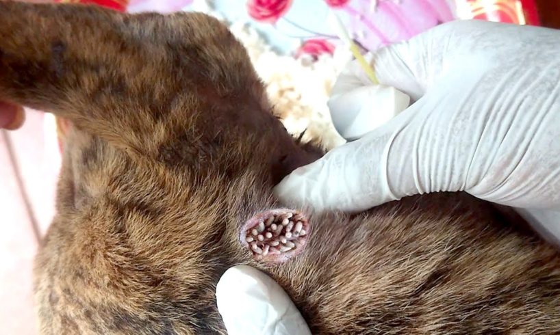 Stray Dog is battling maggots and hunger Part 2 - Animal Rescue Video 2021