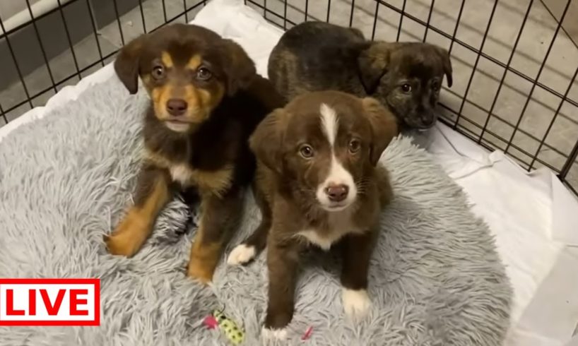 The 3 new puppies are safe and the weather outside really bad !  - Takis Shelter