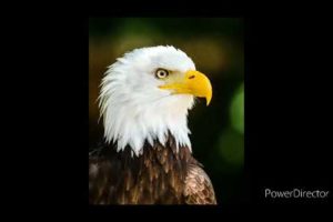 The Bast Of Eagle 2022 - Most Amazing Moments Of Wild Animal Fights! Wild Discovery Animals