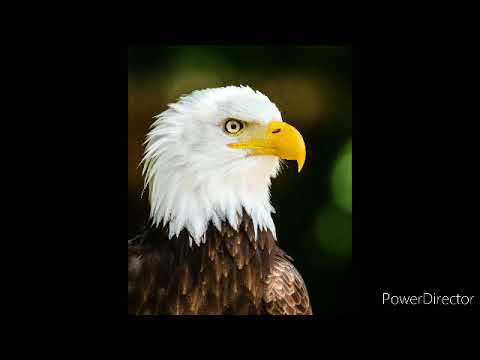 The Bast Of Eagle 2022 - Most Amazing Moments Of Wild Animal Fights! Wild Discovery Animals