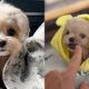 The Cutest Dogs Part 1 🐶❤️ - Cute Puppies Doing Funny Things
