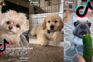 😍The Cutest Dogs and Puppies on Tiktok 😂- Funny and Cute Dogs of TikTok Compilation