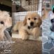 😍The Cutest Dogs and Puppies on Tiktok 😂- Funny and Cute Dogs of TikTok Compilation