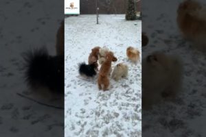 The Cutest puppies fight #shorts #adorable#lovingdog #viralvideo#trending#shortsviral