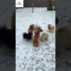 The Cutest puppies fight #shorts #adorable#lovingdog #viralvideo#trending#shortsviral