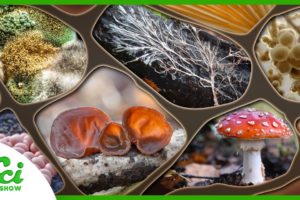 The Many Functions of Fungi | Compilation