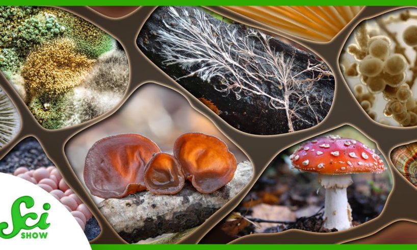The Many Functions of Fungi | Compilation