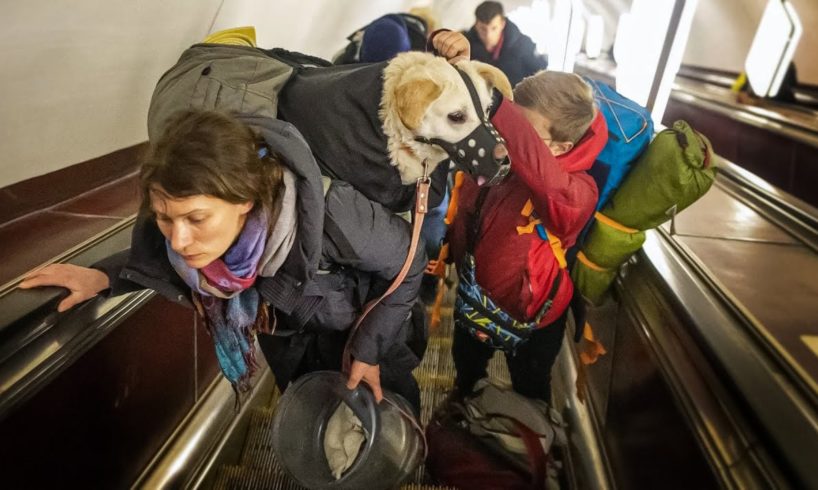 The dogs and cats of war! Thousands of families flee Ukraine with their pets.