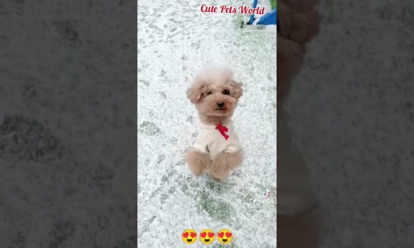 The funniest and cutest puppies - #funny #funnyvideo #dance #tiktok #tiktokpuppies