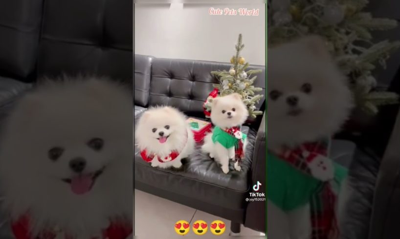 The funniest and cutest puppies in 2022
