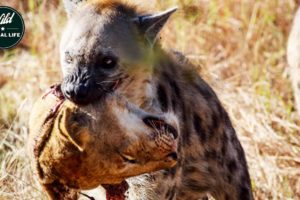 The hyena attacks and eats lions brutally  - Wild Animals Fighting