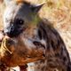 The hyena attacks and eats lions brutally  - Wild Animals Fighting