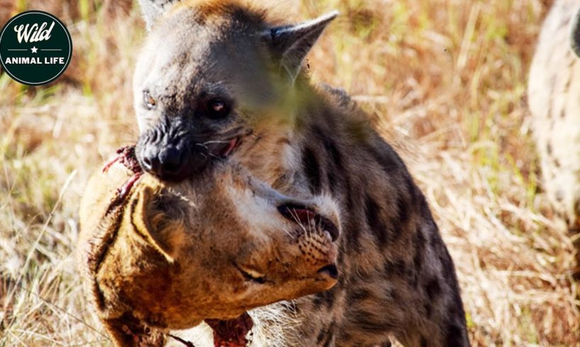 The hyena attacks and eats lions brutally  - Wild Animals Fighting