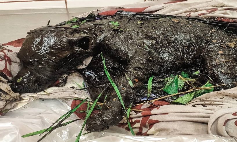 The journey to rescue the dog that spent many days in the waste oil pit