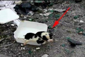 The puppies were abandoned in the garbage, crying to find their mother exhausted but in vain