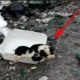 The puppies were abandoned in the garbage, crying to find their mother exhausted but in vain
