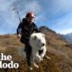 This Dog Goes Paragliding With His Owner And Loves it! | The Dodo Soulmates