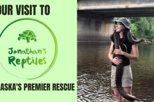 This Is Why Animal Rescues Are Essential | ft. Jonathan's Reptiles