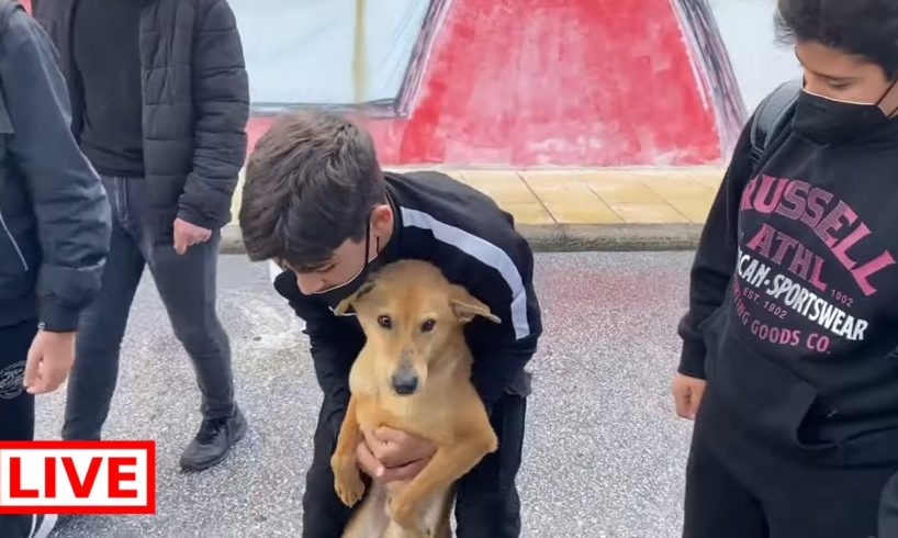 This dog followed the kids in a high school ❤️- Takis Shelter