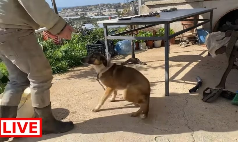This girl was scared of people and she was eating the food and the poop of the goats to survive.