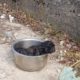 Three newborn puppies was dumped like garbage because they're girls